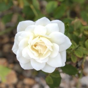 Meet your Posher, Shahara